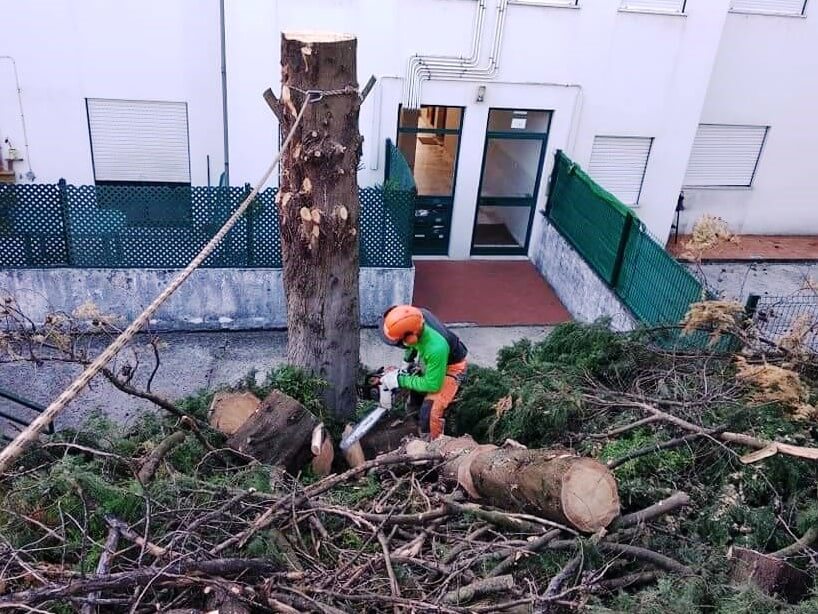 Poda De Rvores Oliveira